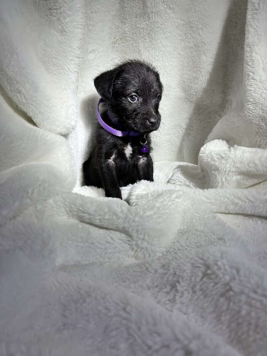 Cane Corso - Standard Poodle “Canoodles” image 11