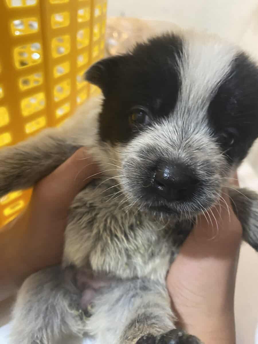 Australian Caddle pups for sale image 5