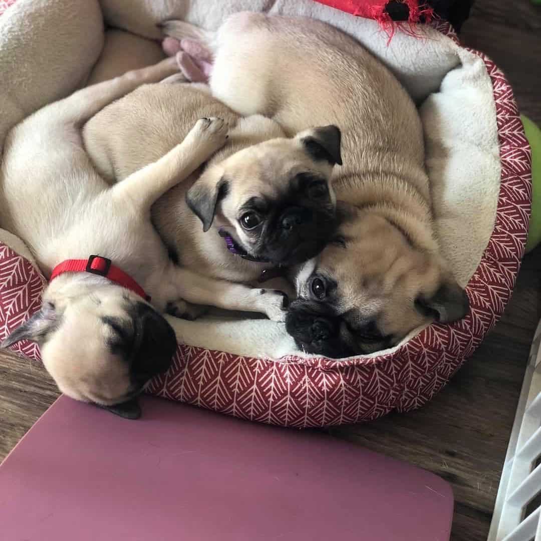 Male and female pug puppies for adoption image 3