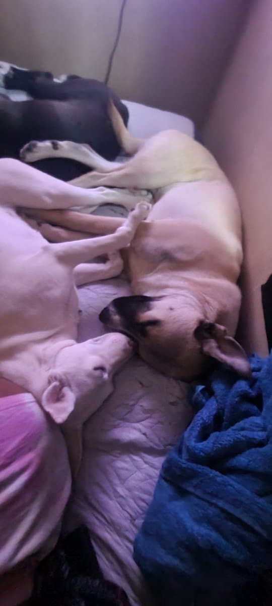 Free Husky Pitbull Terrier 1.5yo image 4