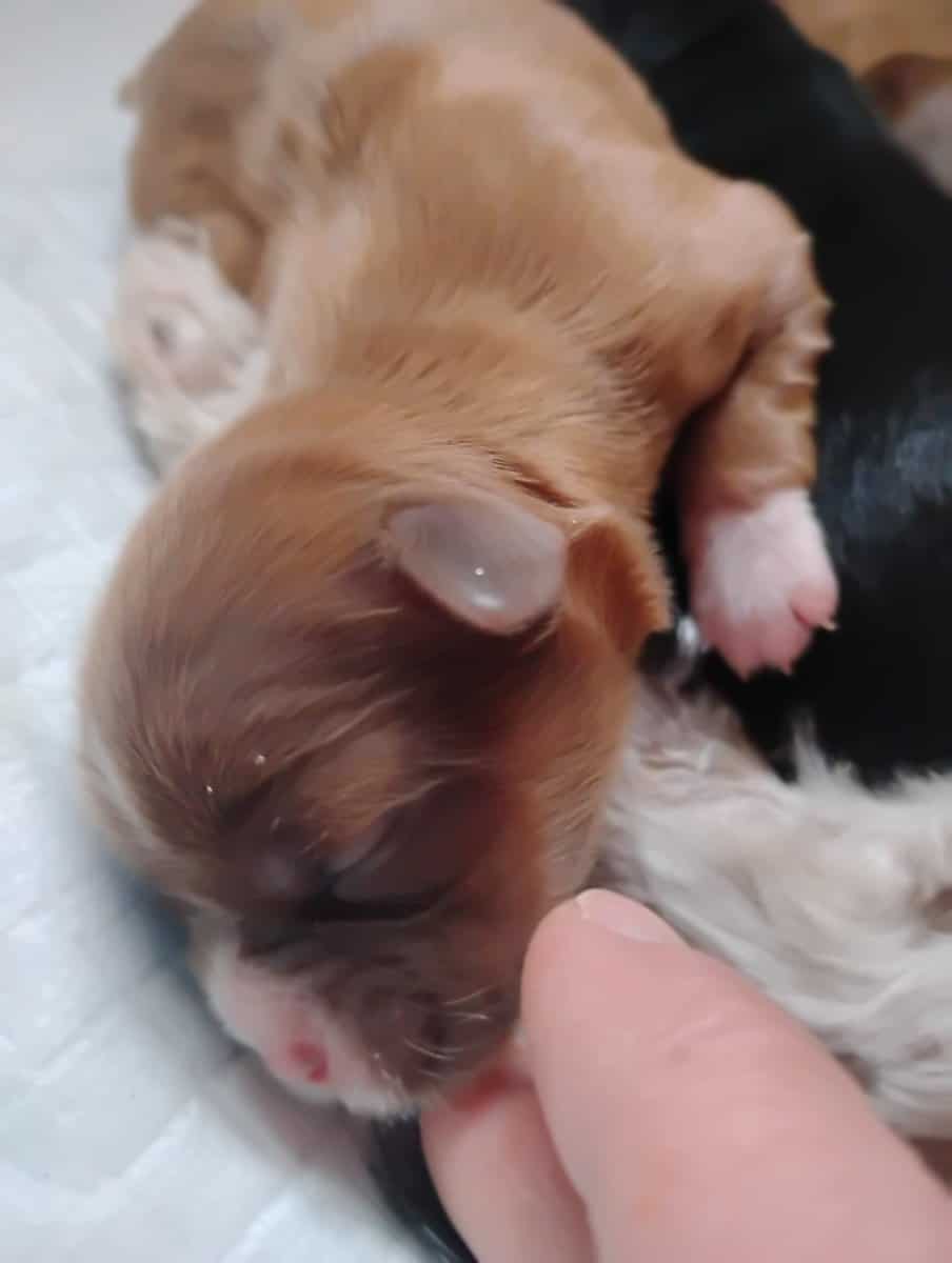 Hypoallergenic shipoo image 8