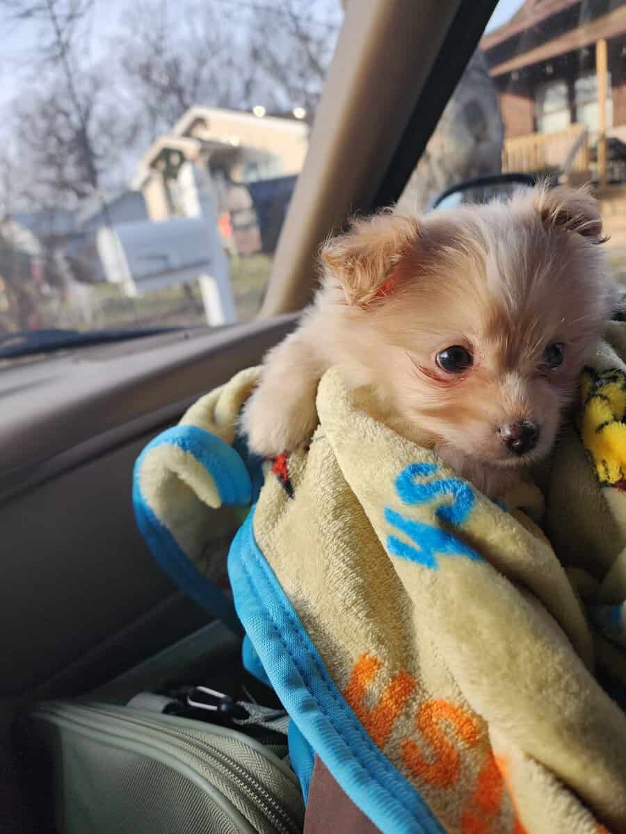 Miniature Maltipom puppy boy for sale image 3
