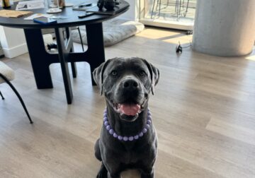 Cane Corso Female 3 Yr Old