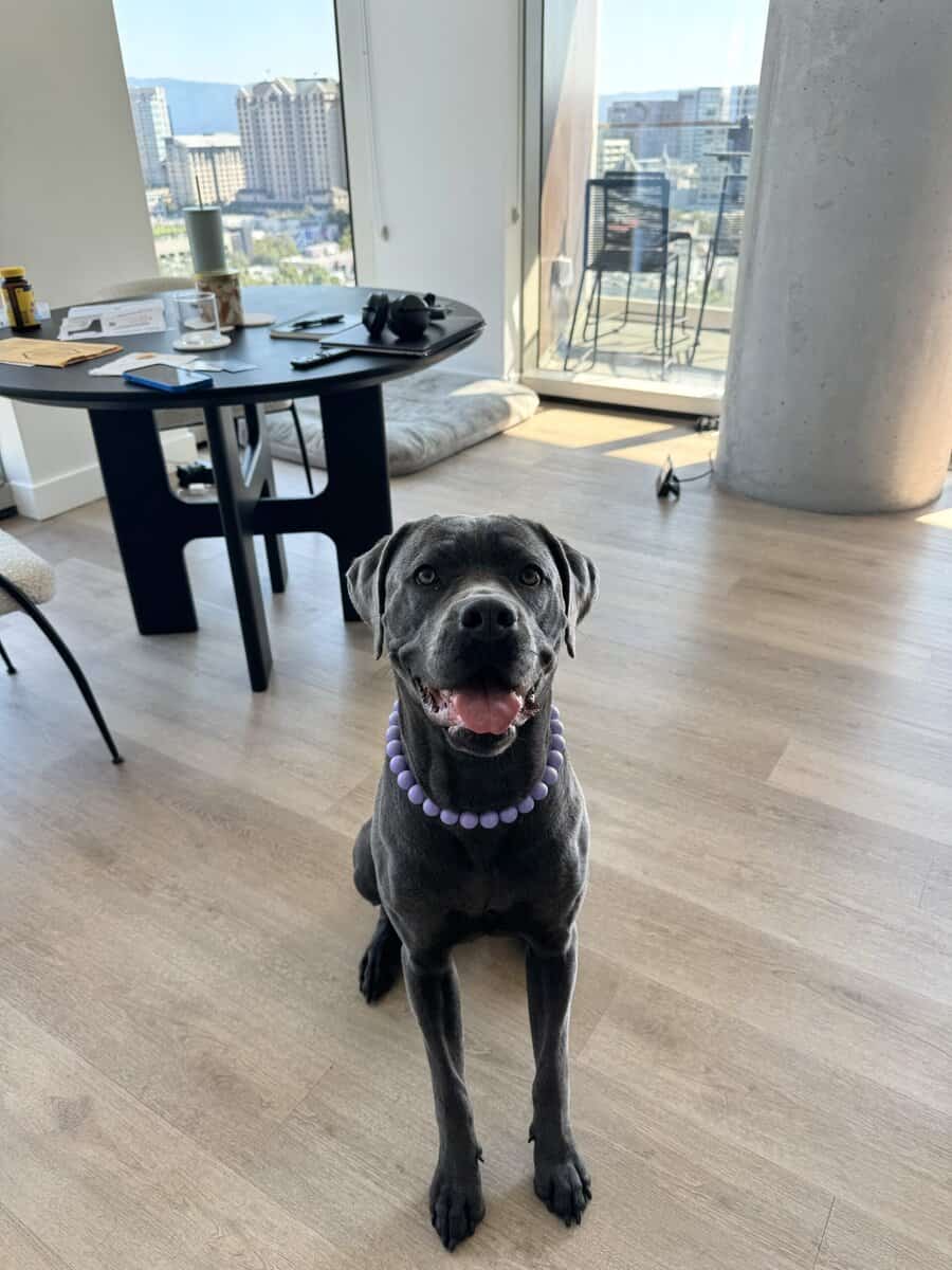 Cane Corso Female 3 Yr Old image 1