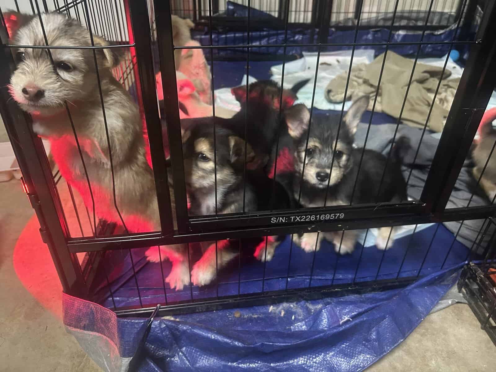 Mixed husky/terrier puppies image 12