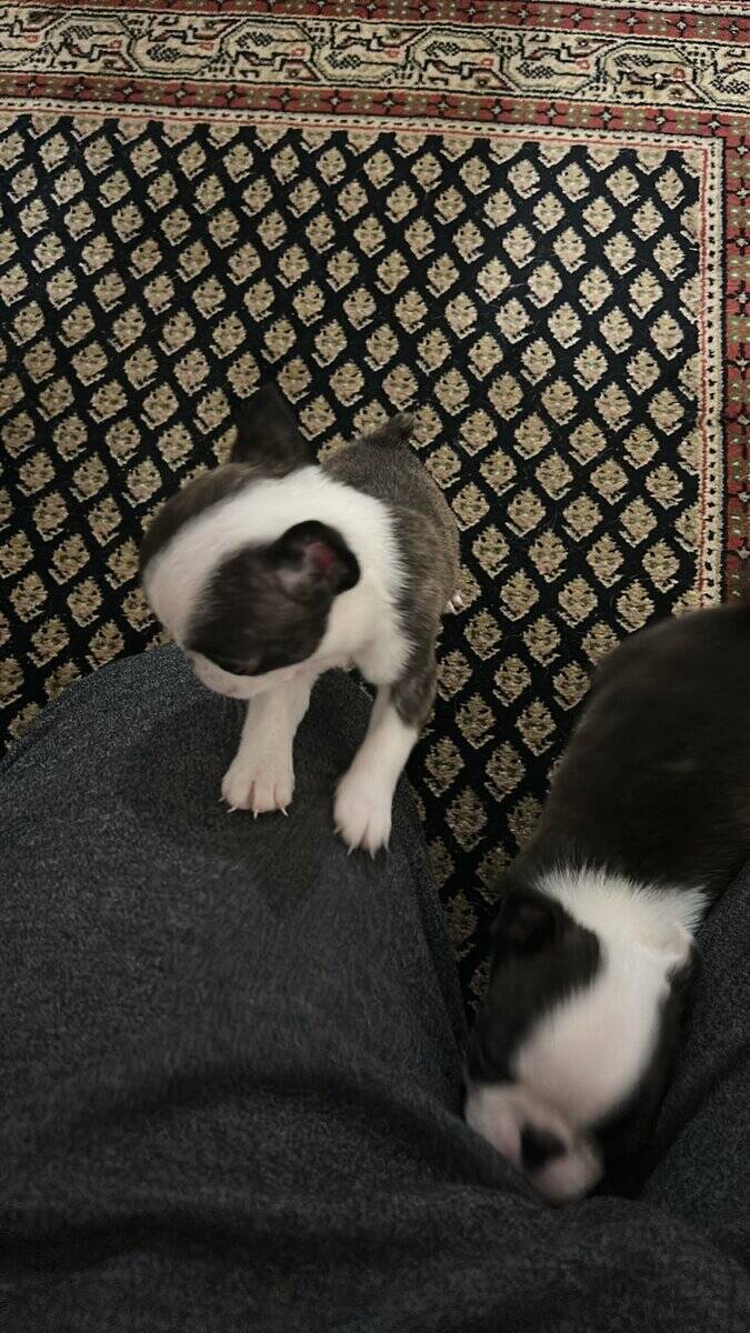 Bugg Puppies image 11