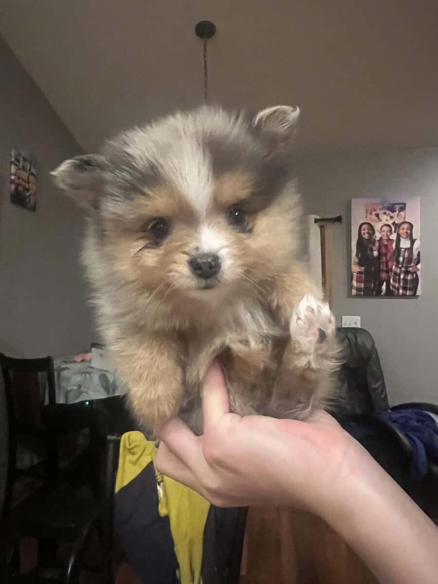 Pomeranian puppies image 1