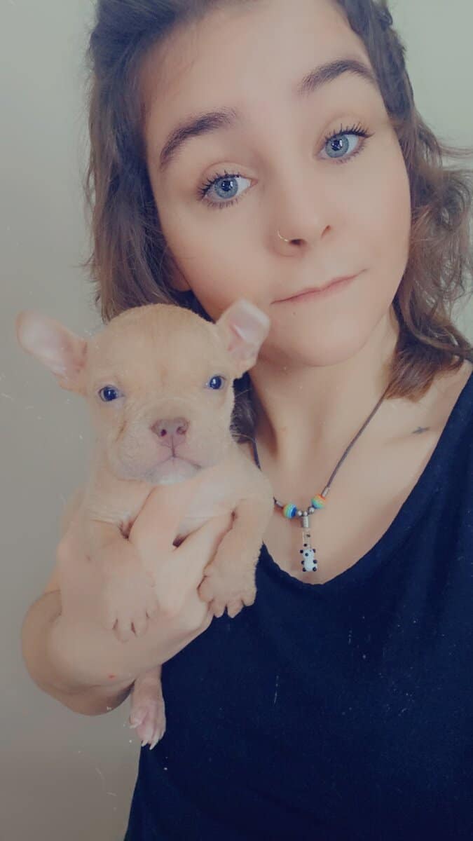 American bully puppies image 4