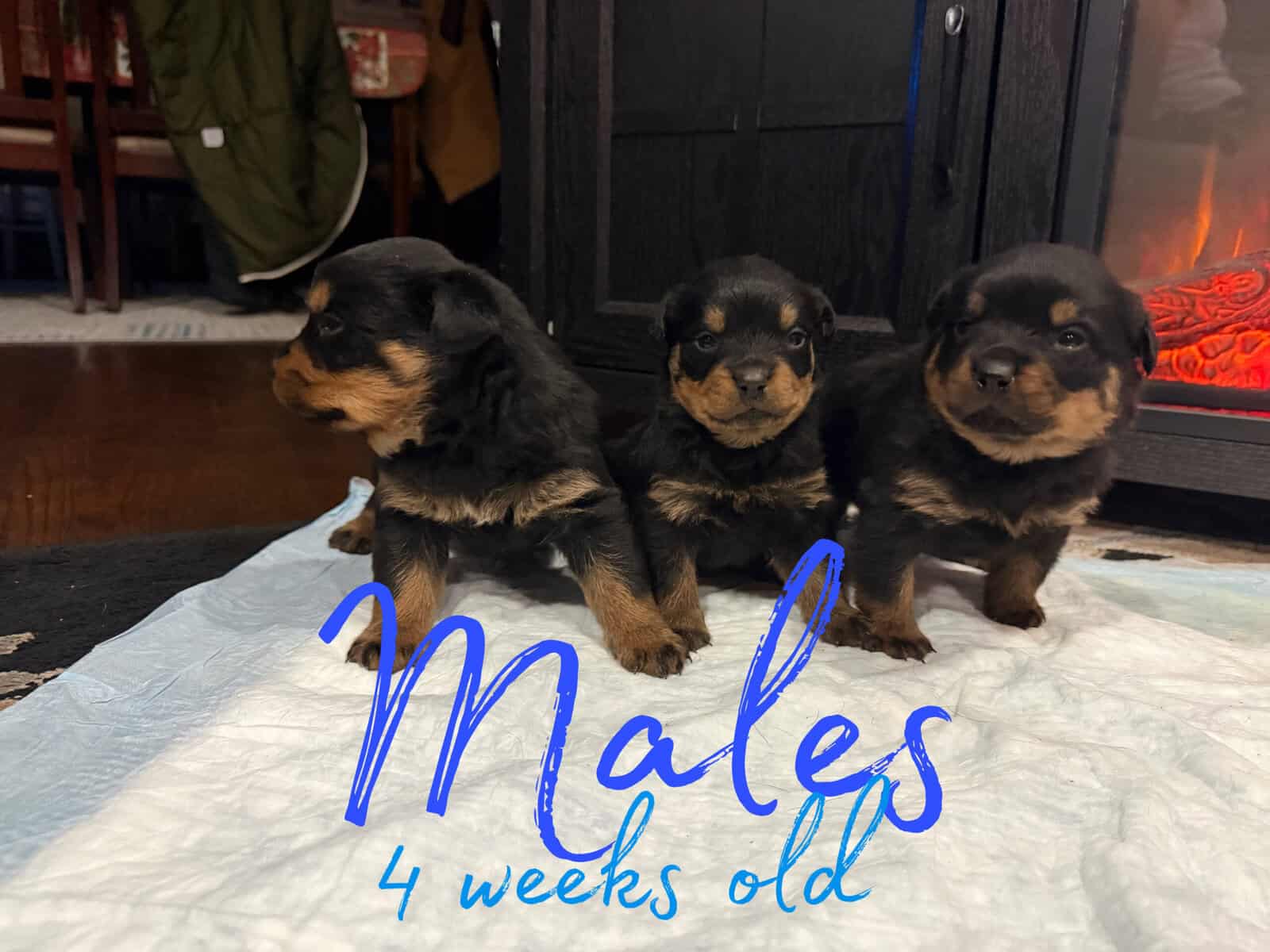 Ready AKC Rottweiler Puppies, no deposit image 4