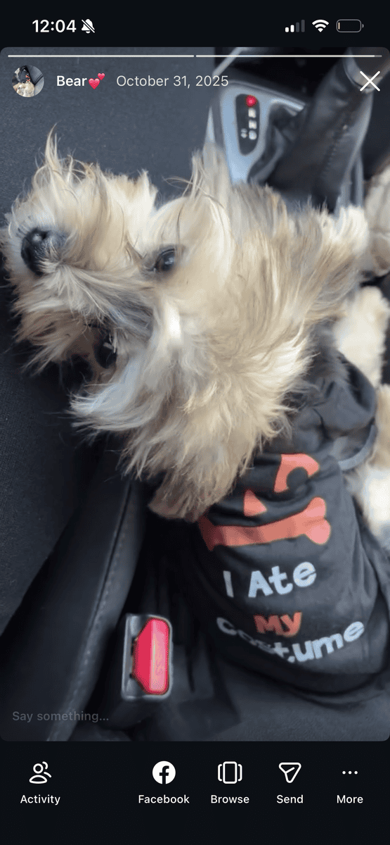 8 month morkie puppy image 2