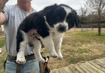 Cesar male collie puppy