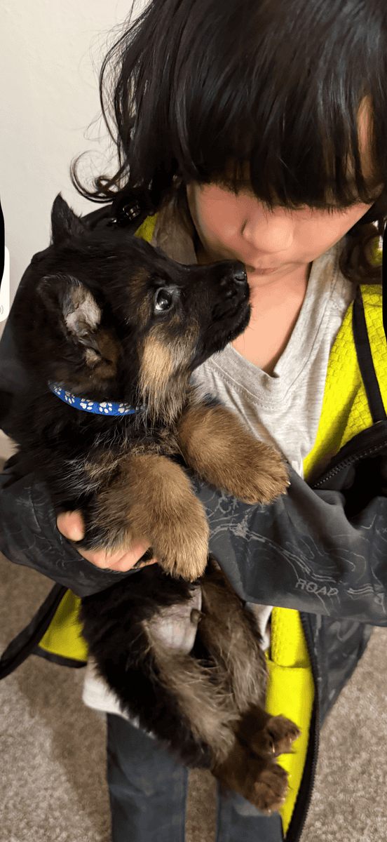 Lovable German Shepherd, puppies image 2