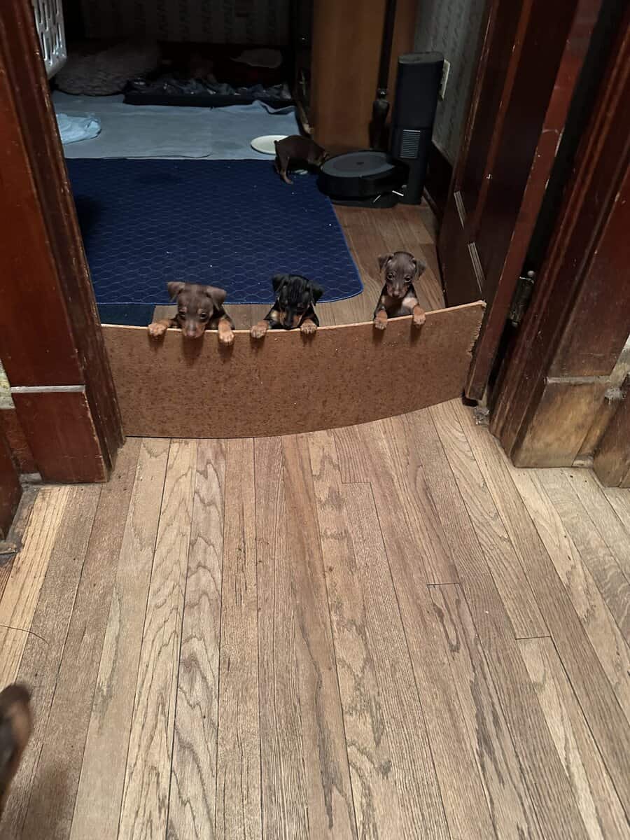 Min pin puppies image 8