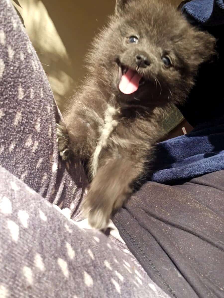 Pomeranians image 6