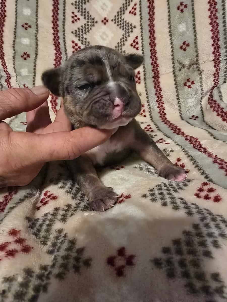 American Bully Puppies image 1