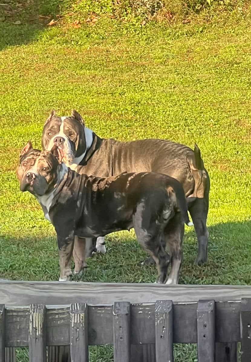 American Bully Puppies image 8