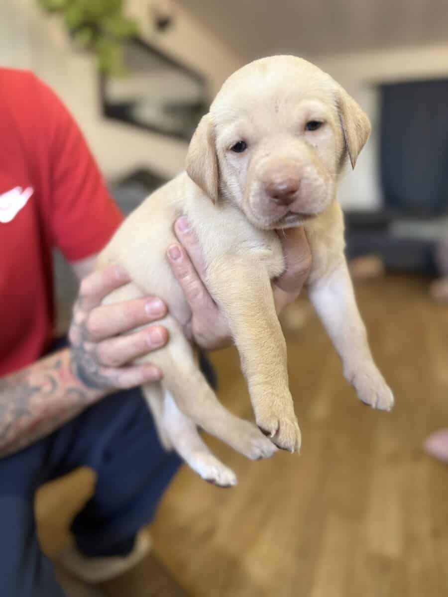 Looking for their furever homes! image 5