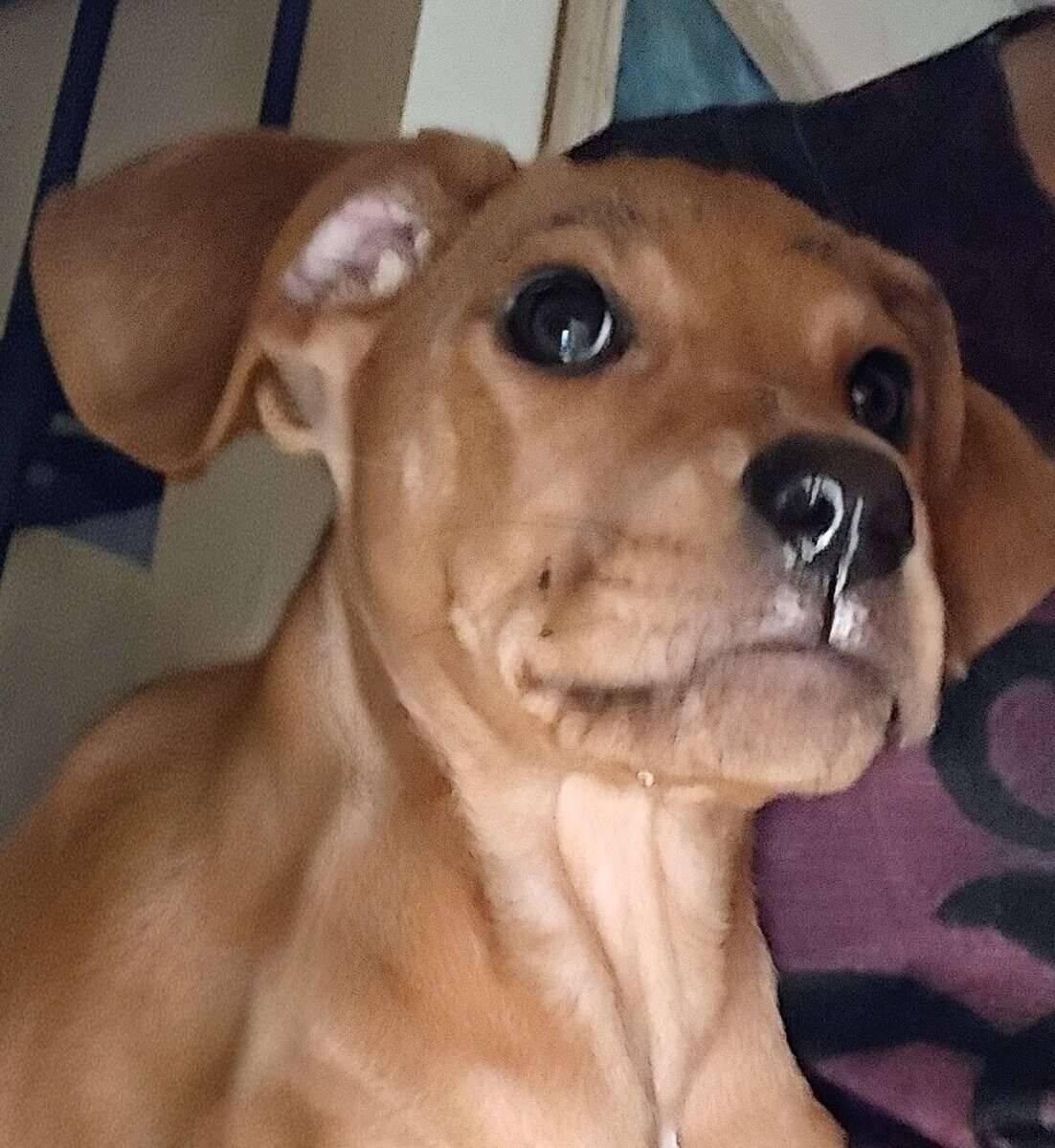 Redbone Coonhound female pup needs safe and loving image 1