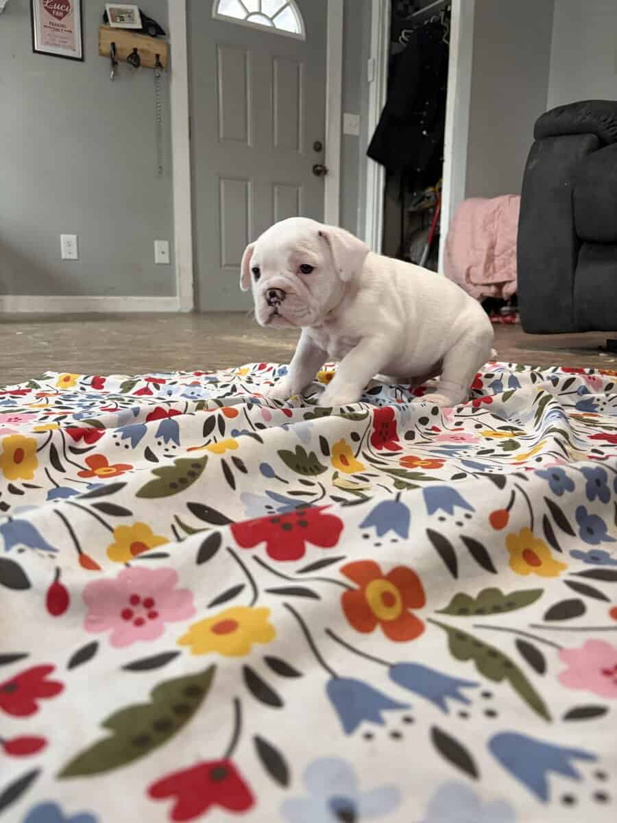 French English Bulldog puppies image 7