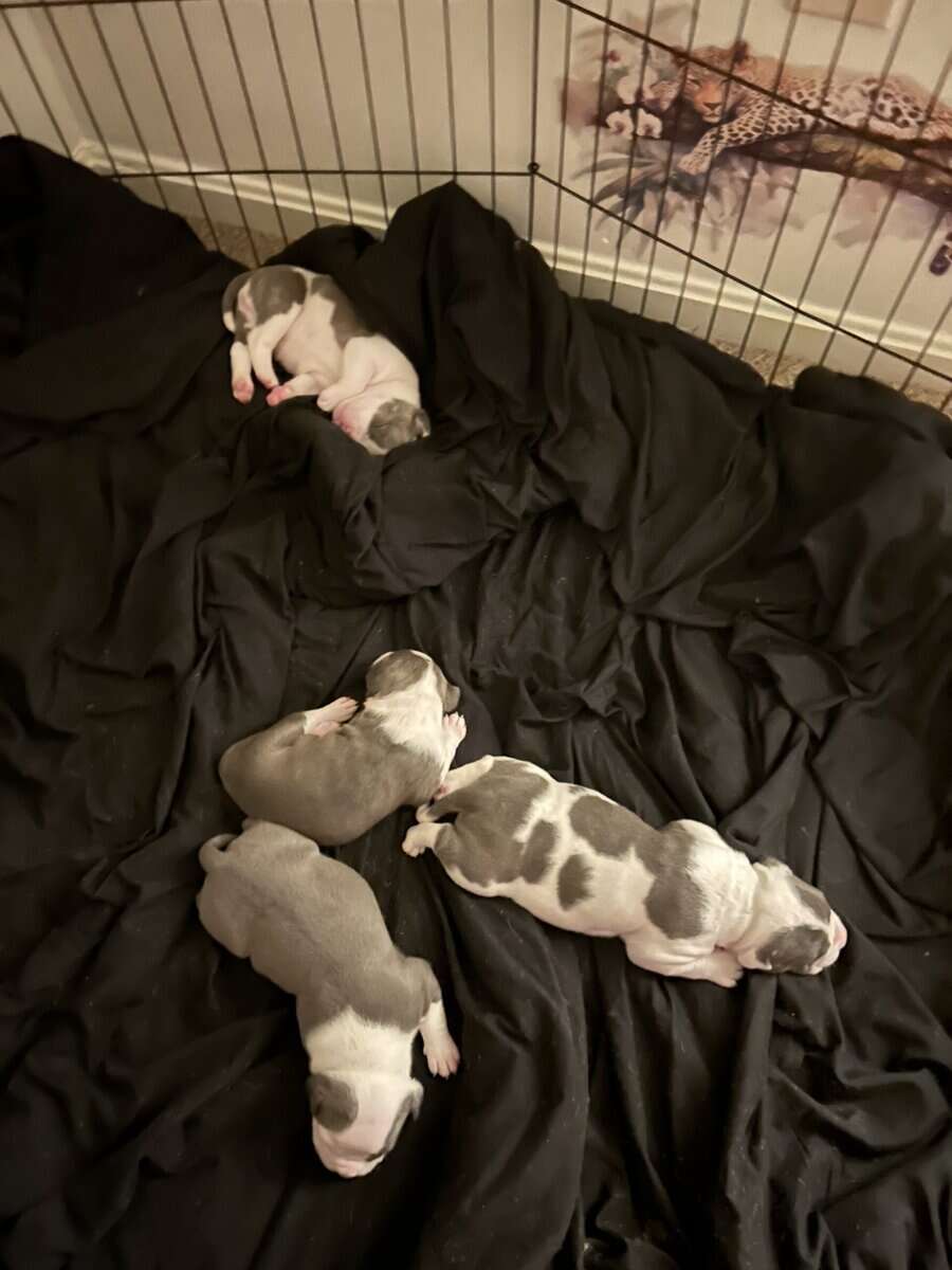 Puppies for rehoming image 6