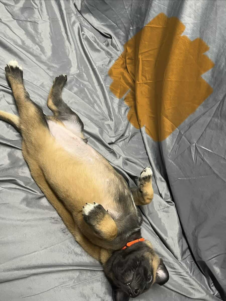Orange collar image 3