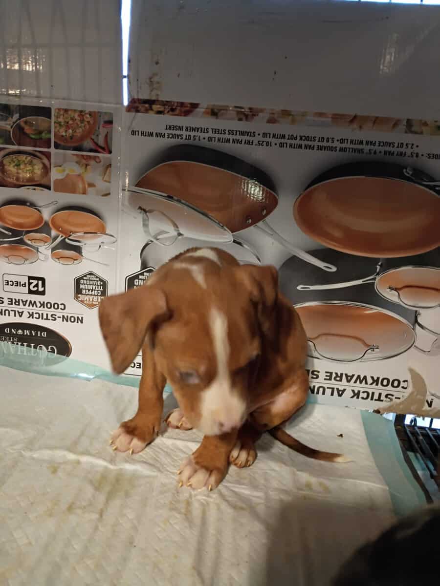 Pitbulls puppy 1 girl and 3 boys left image 7