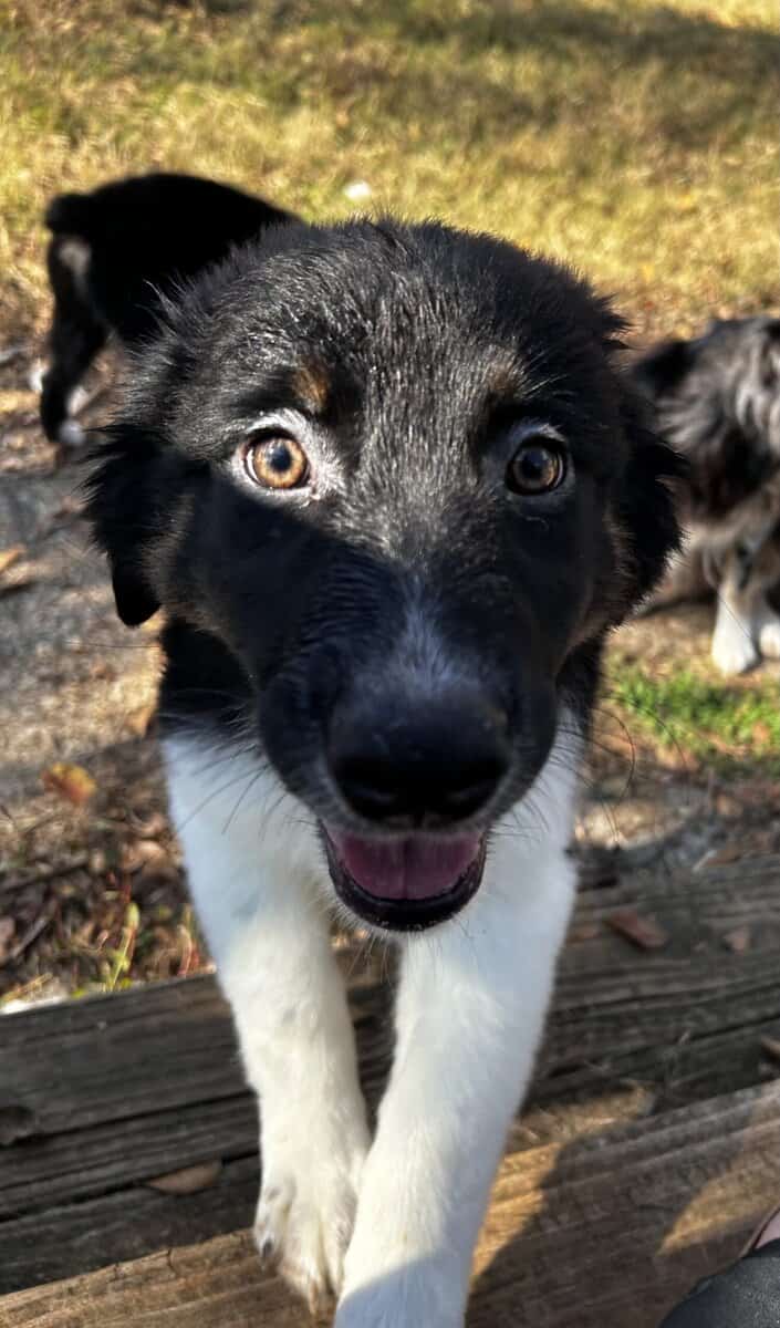 Male Australian Shepherd Puppy image 1