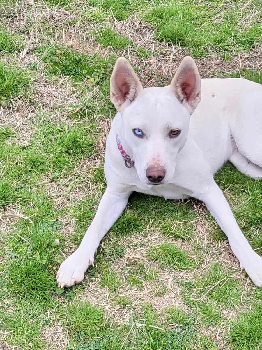 Rehome pitsky pups image 3