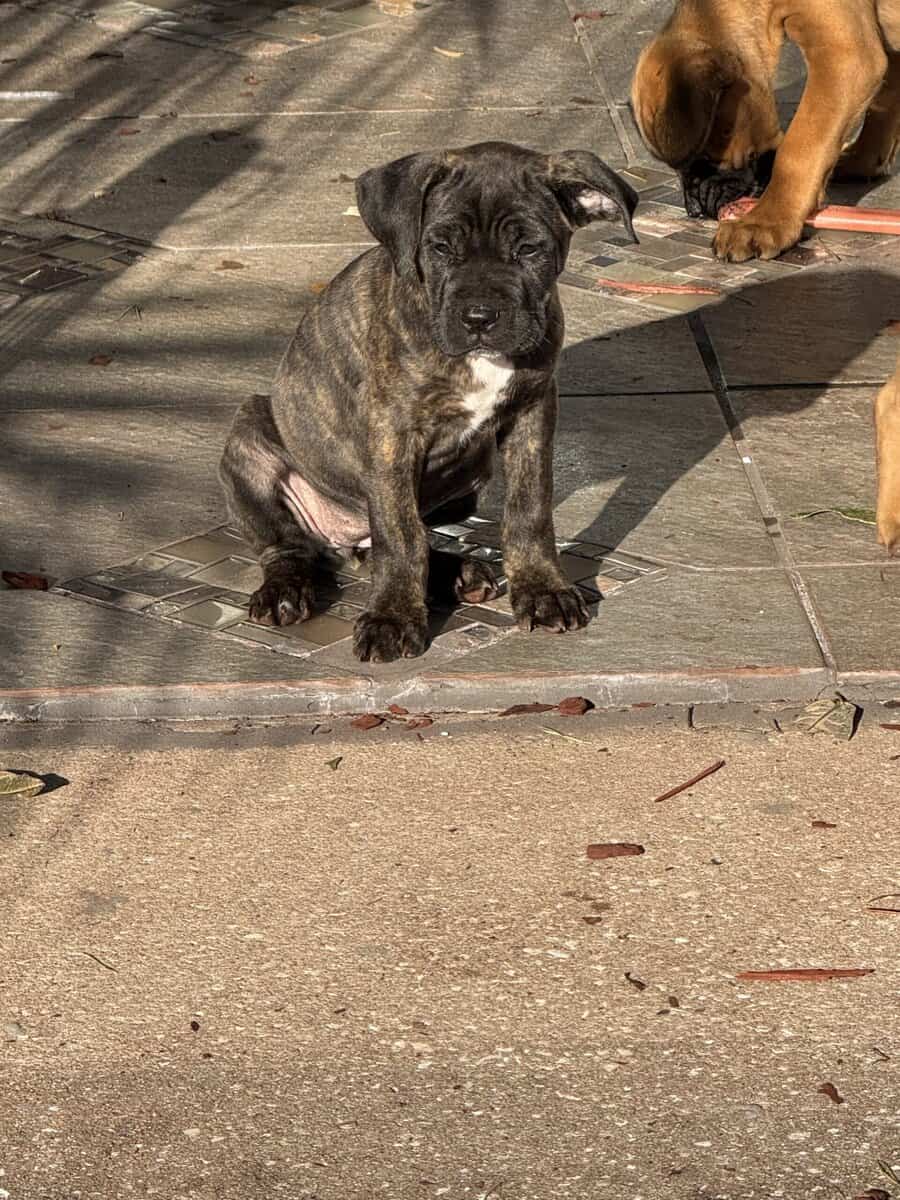 Cane Corso puppies image 17