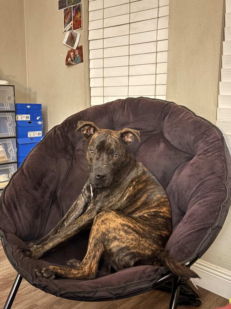 For adoption image 3