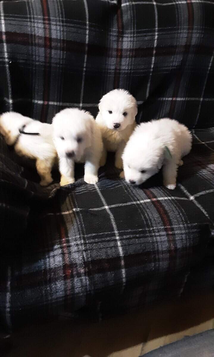 Great Pyrenees image 5