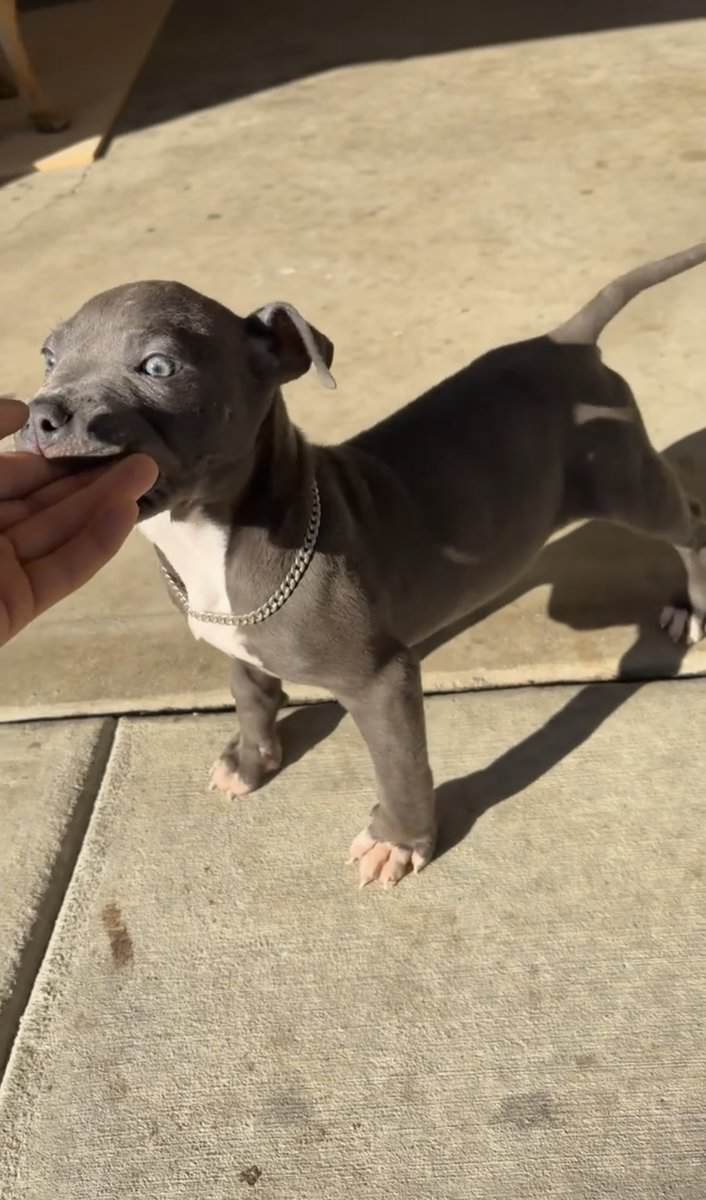 Bluenose Bully full breed image 3