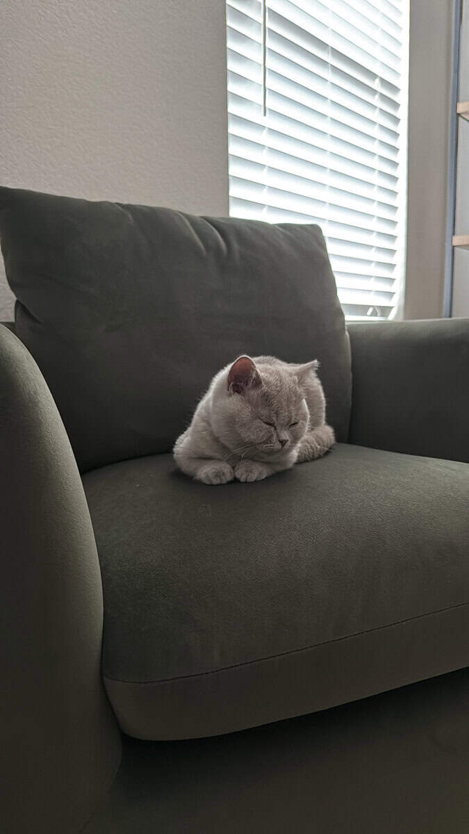British shorthair kitten 14 weeks lilac female image 1