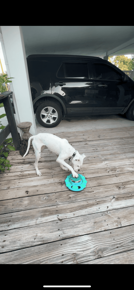1.7 year old pit bull terrier in need of good home image 3