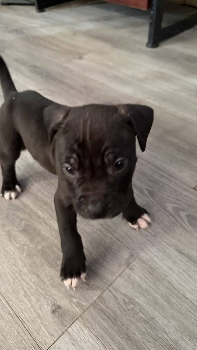 Pit bull puppies for sale!!! image 8