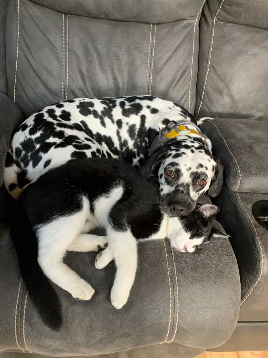 Dalmatian/English Sheperd pups image 8