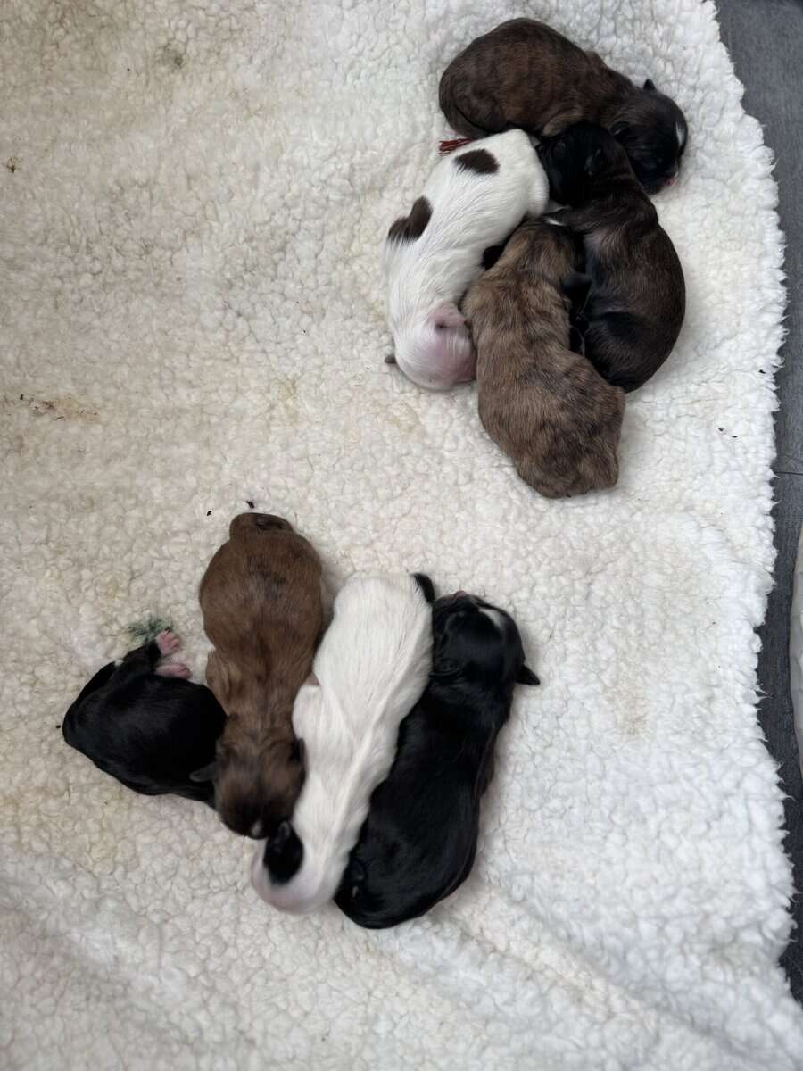 Shih Tzu Puppies image 1