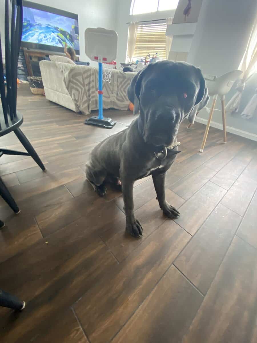 Cane corso 11 months image 2
