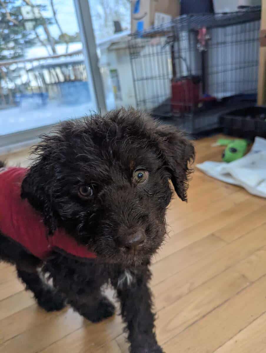 Aussie Doodle Pups - Ready for Home! image 1