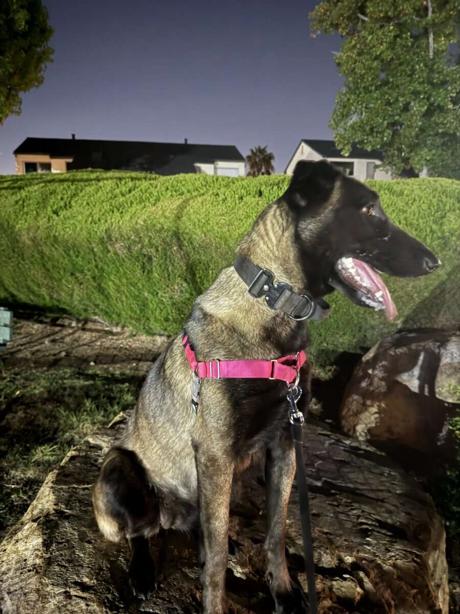 Rehoming Belgian Malinois image 1