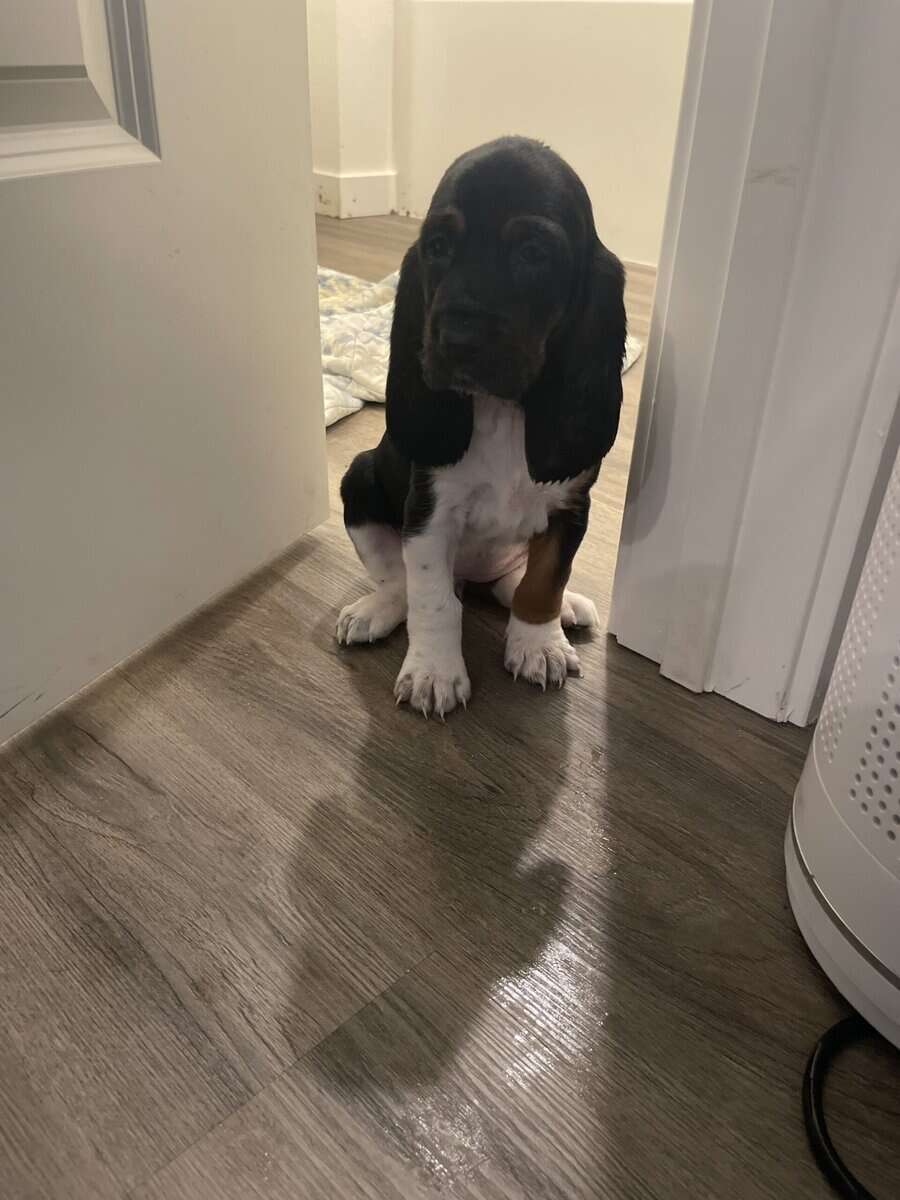 Bassett Hound Puppies image 6