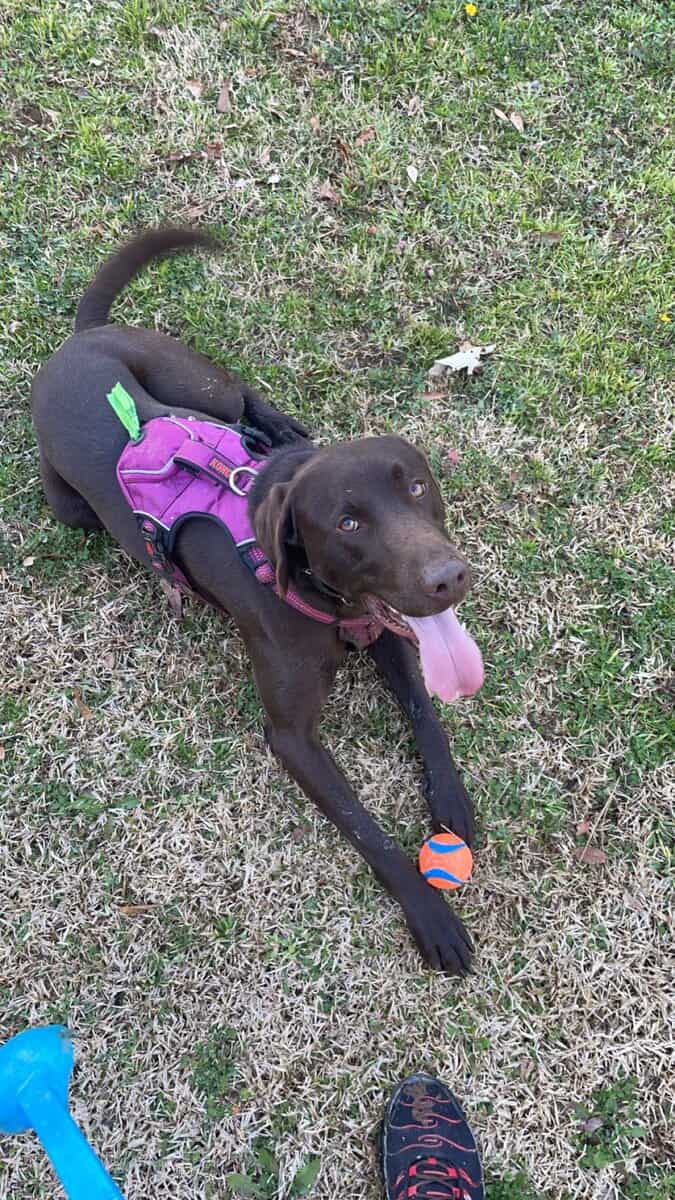 Lab mix Germán shorthaired pointer image 4