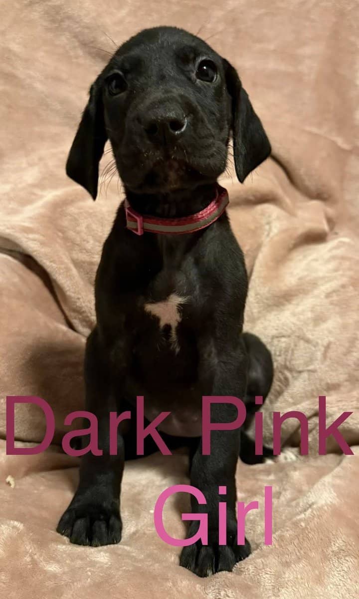 Great Dane - Pure Bred image 2