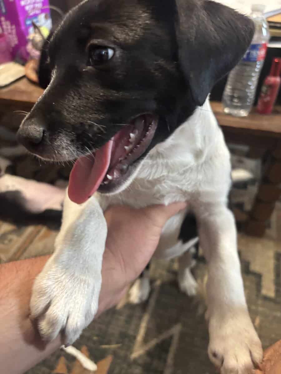 Boxer Mix Puppies image 3