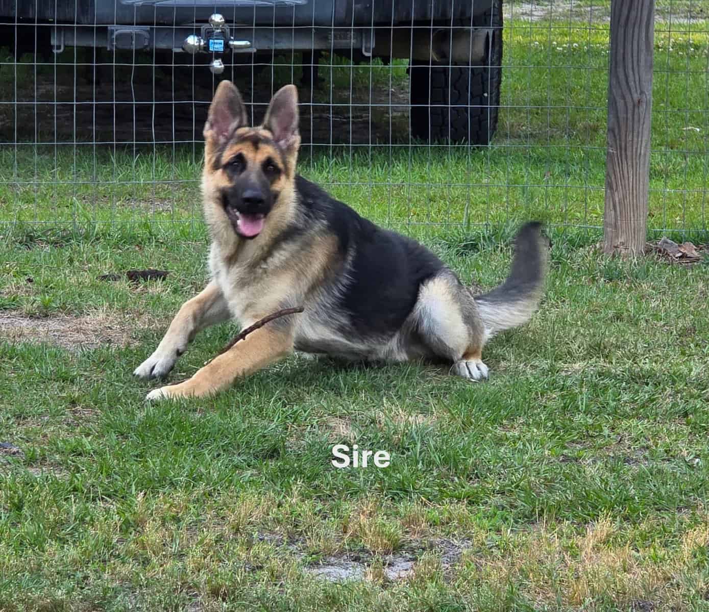 AKC German Shepherd Puppies image 8