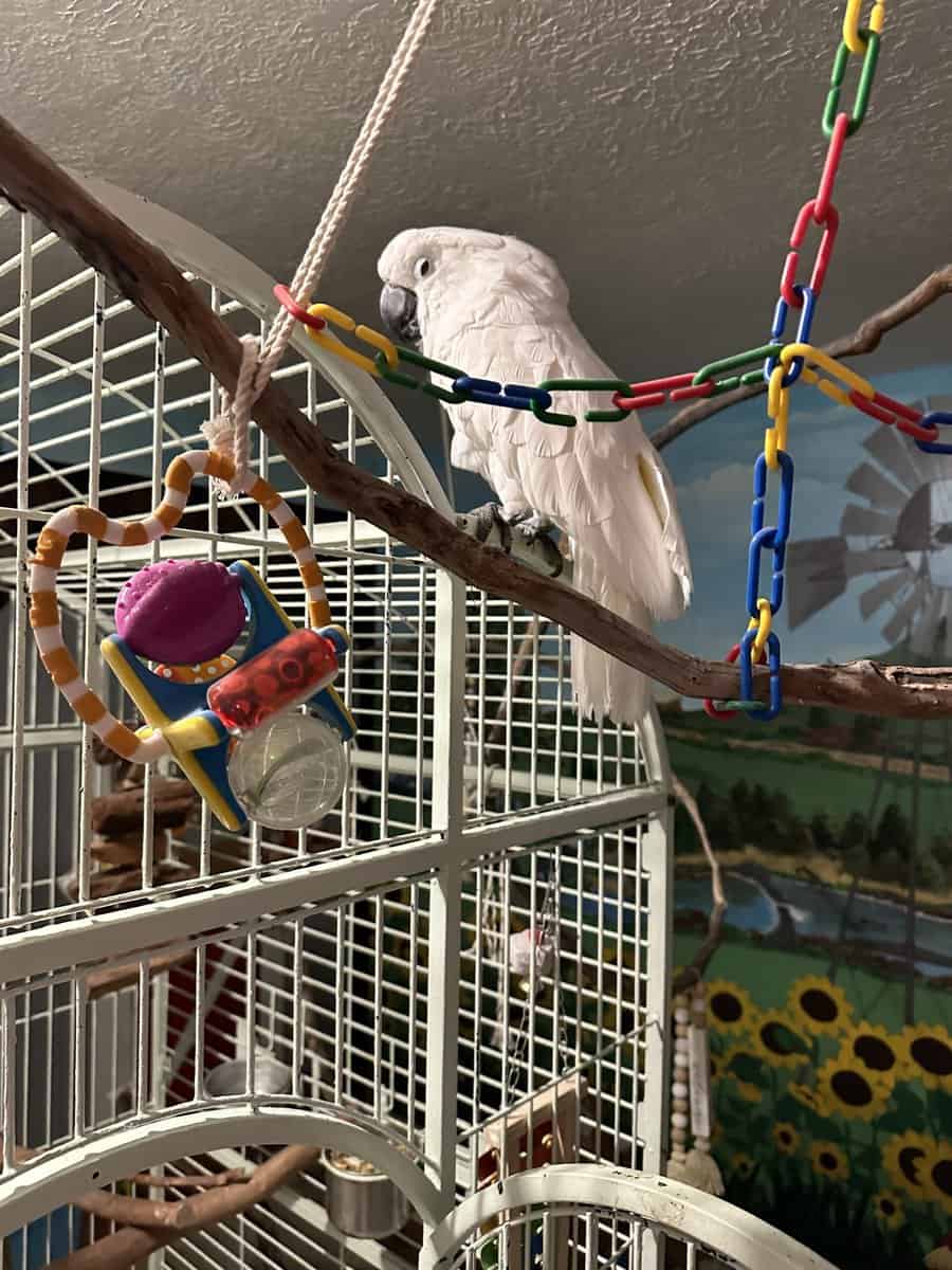 15 year old male umbrella cockatoo image 12
