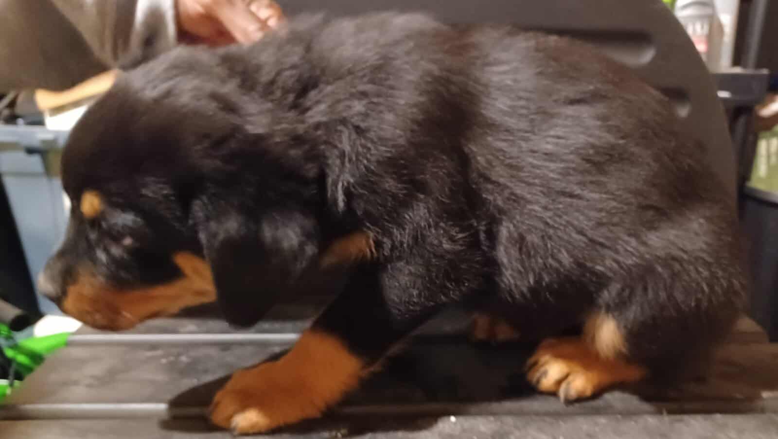 Rottie Pups For Sale image 7