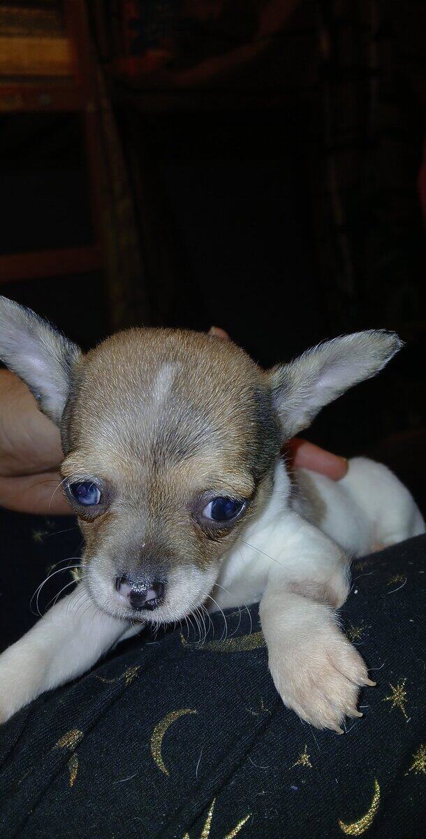 Stunning different colors merle piebald male chihu image 14
