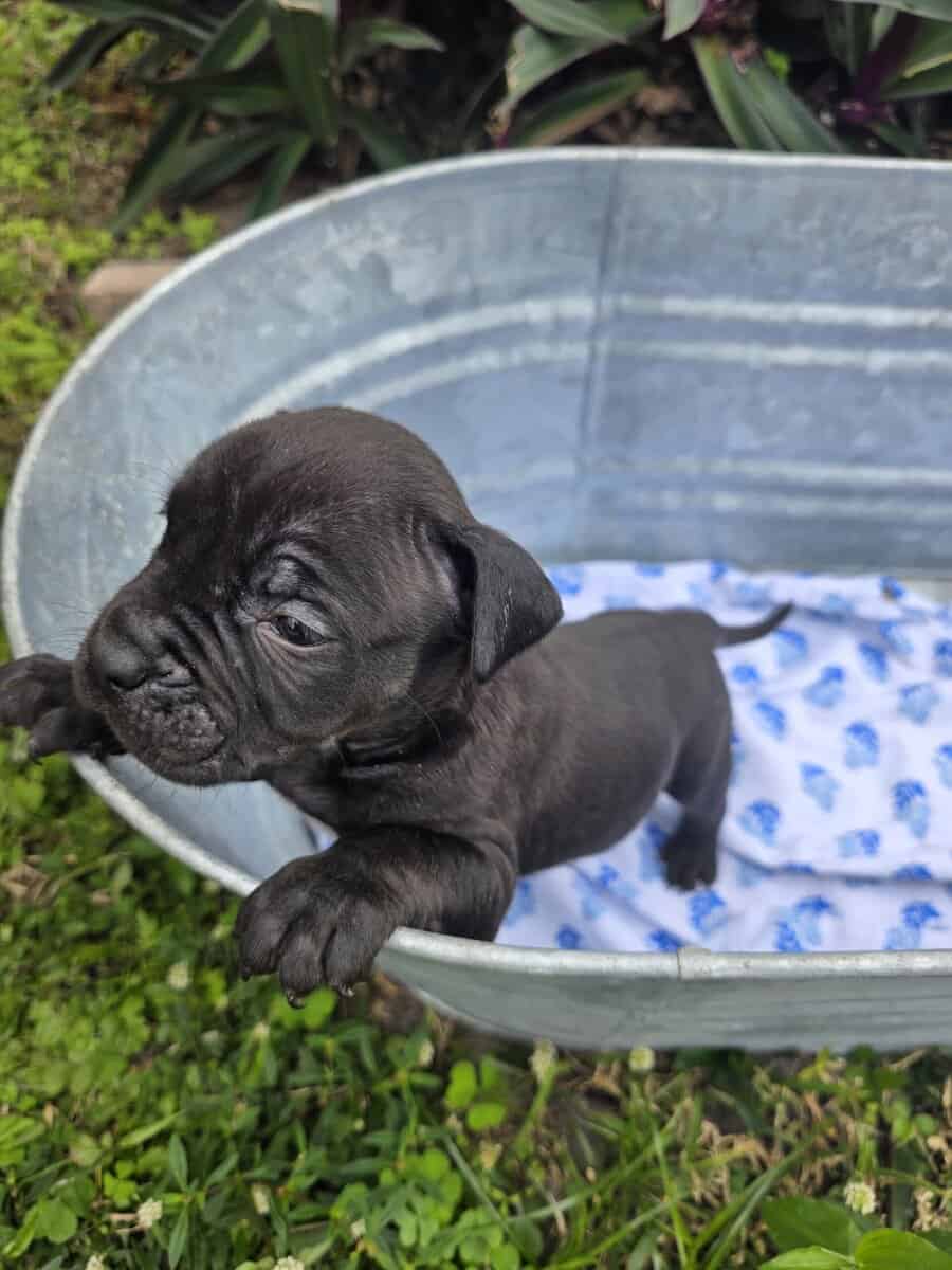 Bully puppies image 2