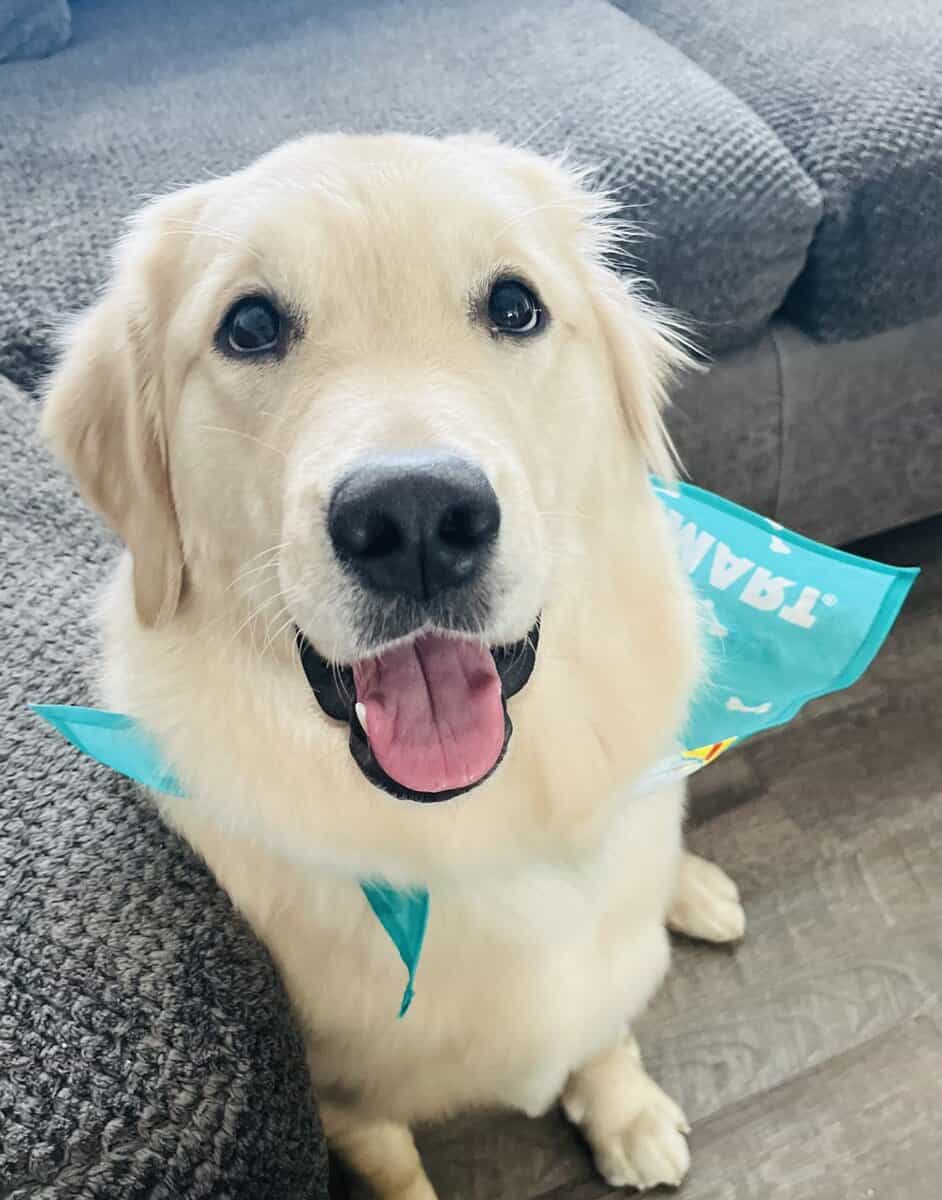 Luna-3 Year Old Female Golden Retriever image 2
